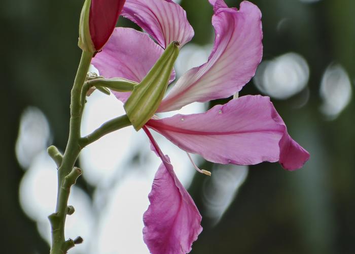 Hand holding black machined steel mechanical pencil with brass tip and top.