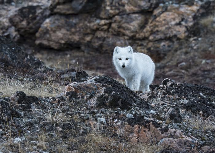 Hand holding black machined steel mechanical pencil with brass tip and top.