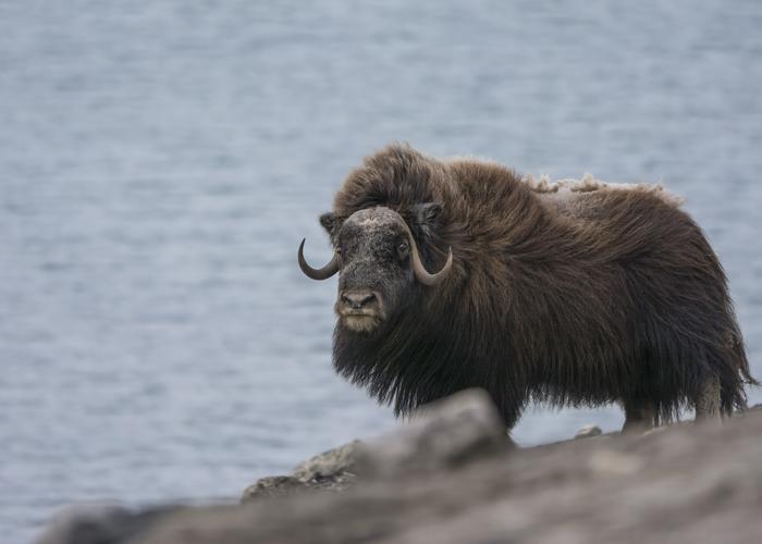 Hand holding black machined steel mechanical pencil with brass tip and top.