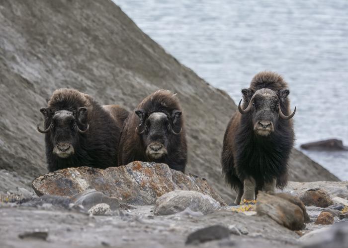 Hand holding black machined steel mechanical pencil with brass tip and top.
