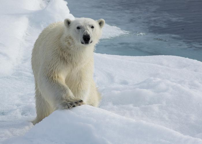Hand holding black machined steel mechanical pencil with brass tip and top.